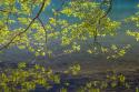 Overhanging Alder Trees I