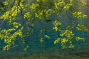 Overhanging Alder Trees II