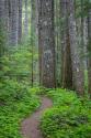 Lewis River Trail