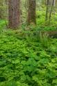 Spring in the Forest