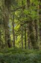 Quinault Rainforest I