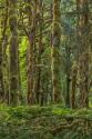 Quinault Rainforest II
