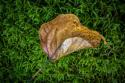 Cottonwood Leaf