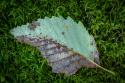 Alder Leaf