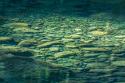 Sol Duc River Rocks I