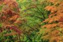 Autumn Forest