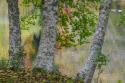 Alder Trees & Pond