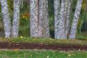 Alder Trees & Trail