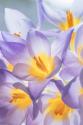 Crocus Blooms I