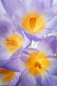 Crocus Blooms II