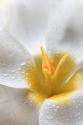 White Crocus Blossoms II