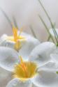 White Crocus Blossoms III