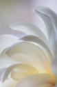 White Magnolia