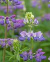 Lupine Blossoms I