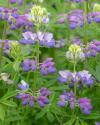 Lupine Blossoms II