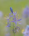 Camas Blossoms