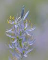 Camas Blossoms II