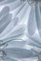 Shasta Daisies I