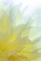 Dahlia Blossom I