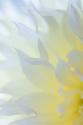Dahlia Blossom II