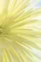 Yellow Chrysanthemum I