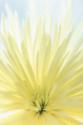 Yellow Chrysanthemum II