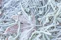 Maple Leaf & Frost I