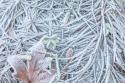 Maple Leaf & Frost II