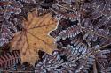Maple Leaf & Bracken Ferns I