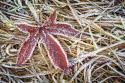 Maple Leaf & Bracken Ferns II