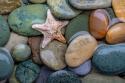 Seastar & Beach Rock