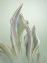 Pale Green Beginning II