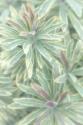 Euphorbia II
