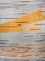 Paper Birch Bark I