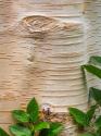 Paper Birch Bark II