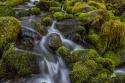 Cedar Creek Detail I