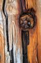Wood Details I