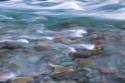 NF Skokomish River I