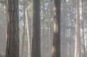 Fog in the Forest II