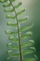 Sword Fern in Spring I