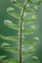 Sword Fern in Spring II