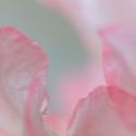 Rhododendron Blossom I