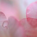 Rhododendron Blossom II