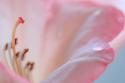 Rhododendron Blossom III