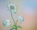 Astrantia Blossoms I
