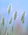 Going to Seed I