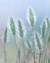 Going to Seed II