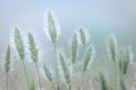 Going to Seed IV
