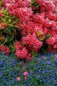 Lithodora & Rhododendron