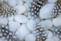 Spotted Guinea Fowl Feathers
